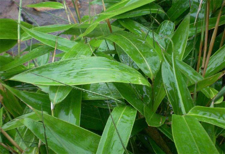 芦苇叶和粽叶有什么区别(哪种芦苇叶不能包粽子)