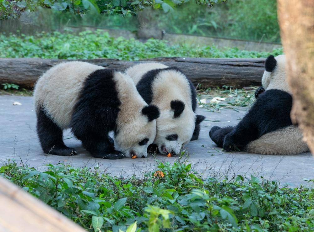 什么的大熊猫(大熊猫的高清图片)