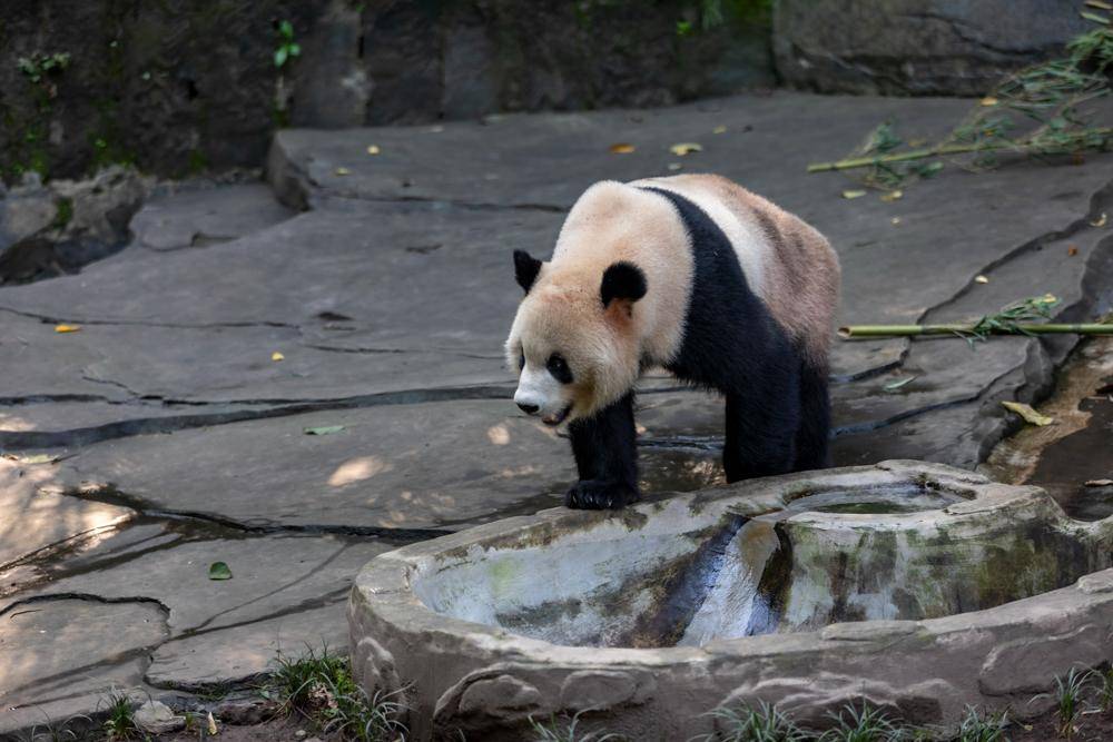 什么的大熊猫(大熊猫的高清图片)