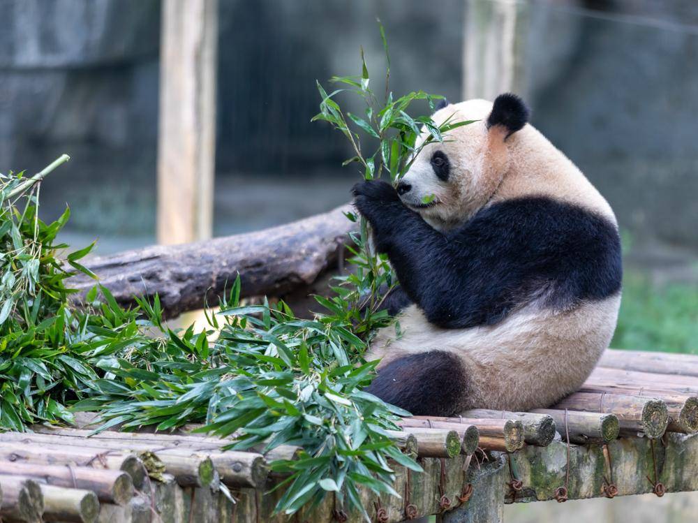 什么的大熊猫(大熊猫的高清图片)