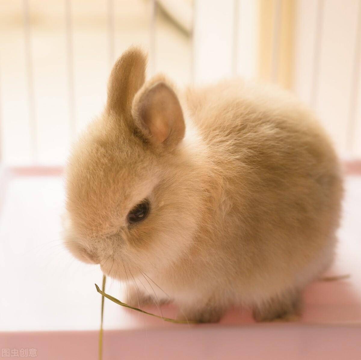 兔子的生活特征和生活方式(兔子最爱吃的10种食物)