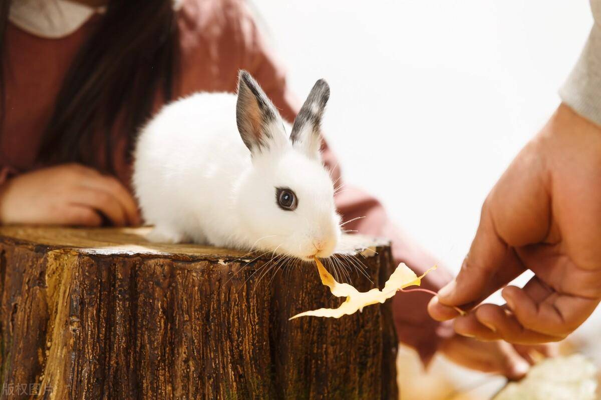 兔子的生活特征和生活方式(兔子最爱吃的10种食物)