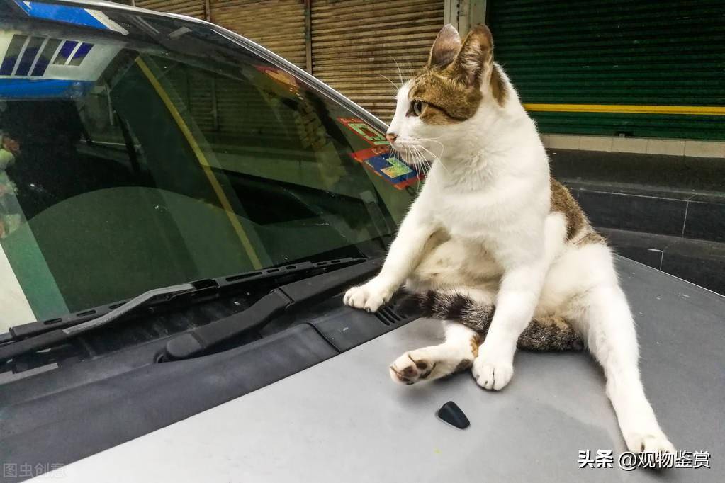 赶走野猫的绝招(有什么办法可以驱赶野猫)