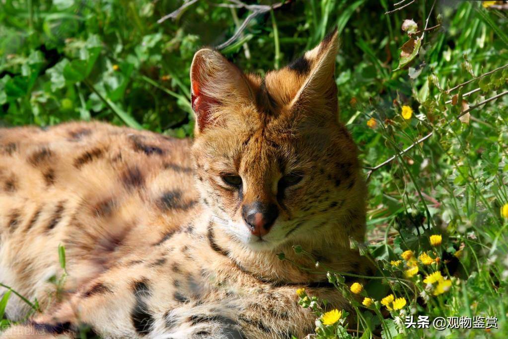 赶走野猫的绝招(有什么办法可以驱赶野猫)