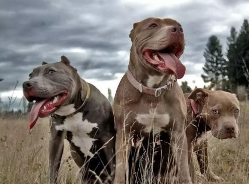 比特犬的优点和缺点(比特犬会伤害主人吗)