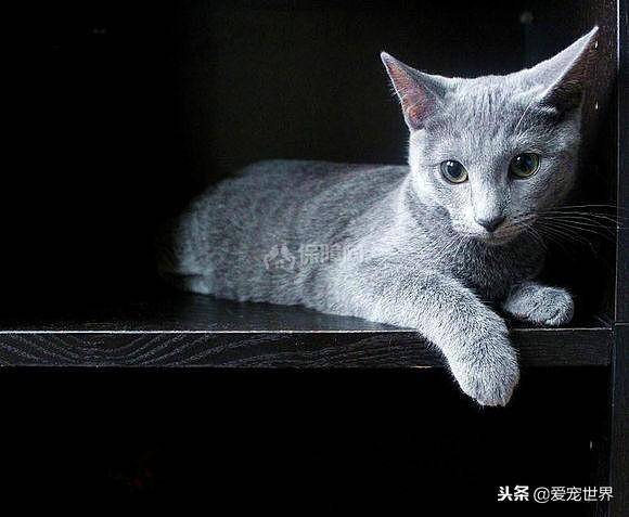 俄罗斯蓝猫高清图片(俄罗斯蓝猫和英短蓝猫区别)