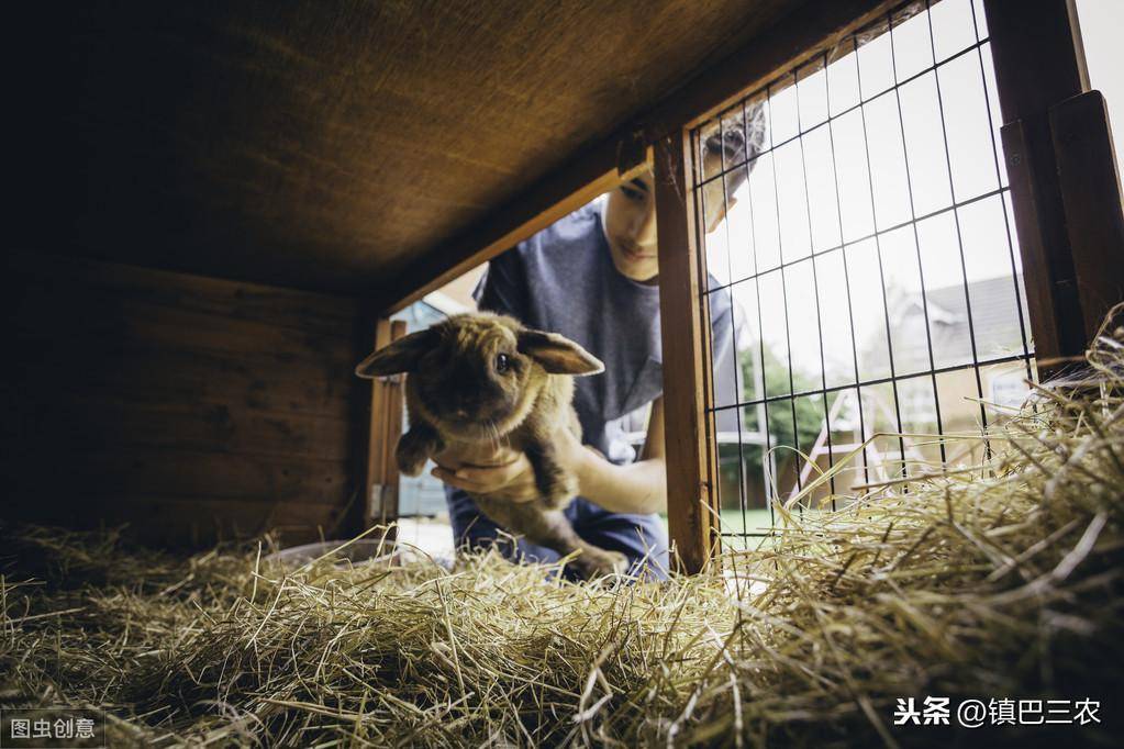 兔子的生活特征和生活方式(兔子的特点和本领是什么)