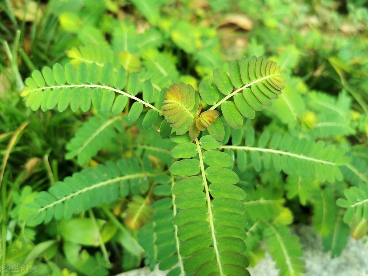 乙肝一周转阴的草药(乙肝病毒的克星草药根治)