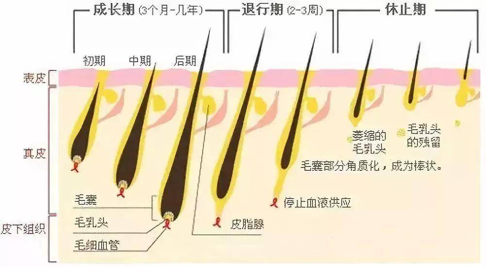 头发稀疏怎么恢复（植发有用吗）