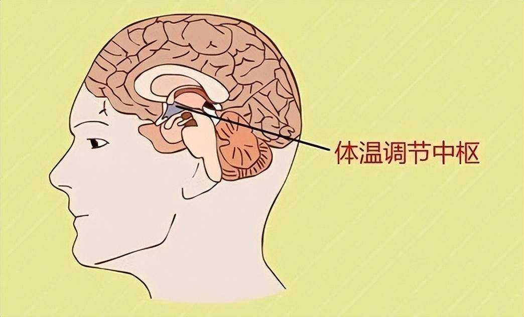 人正常体温多少度才算正常(腋下37.2度算发烧吗）