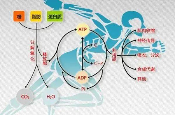 人体温度正常范围是多少(腋下37.2度算发烧吗）