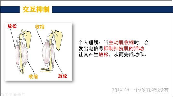 牵张反射的过程(主动分离式拉伸原理及训练方法)