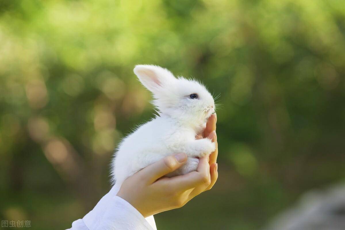 兔子的生活特征和生活方式(家兔的生活习性之一)