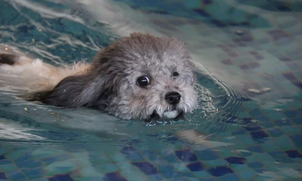 泰迪熊犬萌系造型(泰迪的7大亮点是什么)