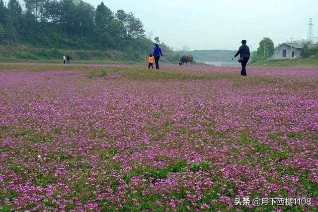 湖南省龙山县属于哪个市(湖南省龙山县属于吉首市吗)