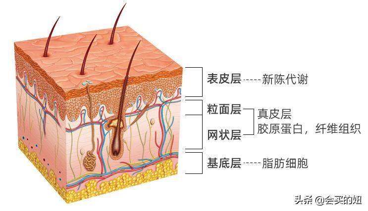 nappa真皮和真皮区别(真皮家具该怎么选择)