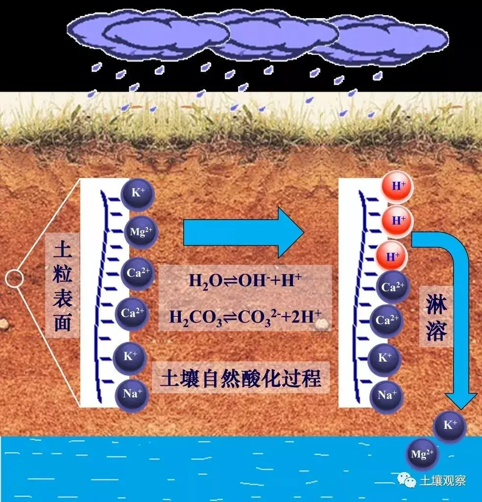 lewis酸碱怎么判断(土壤酸化的几个冷知识)