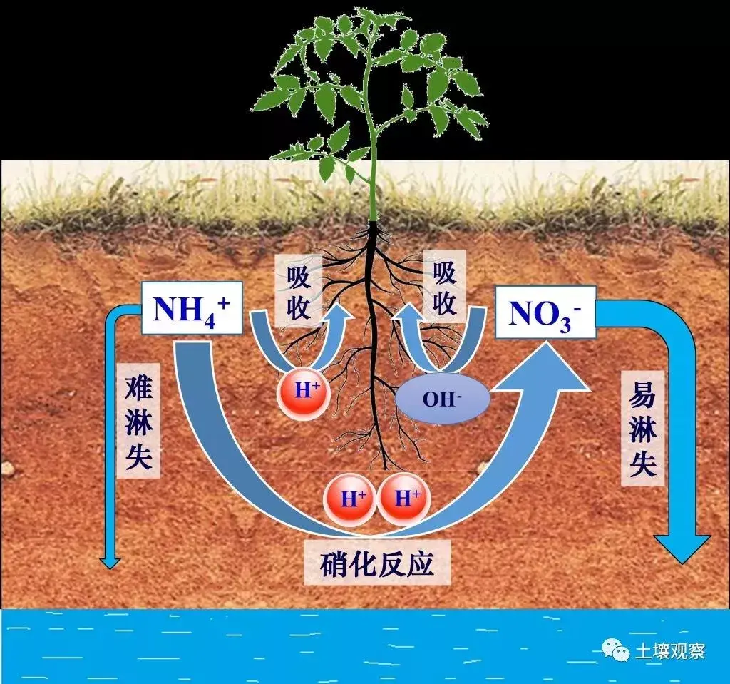 lewis酸碱怎么判断(土壤酸化的几个冷知识)