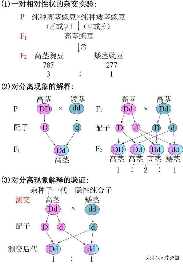 稳定遗传是什么意思(遗传定律知识点最全总结)