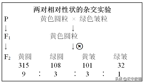 稳定遗传是什么意思(遗传定律知识点最全总结)