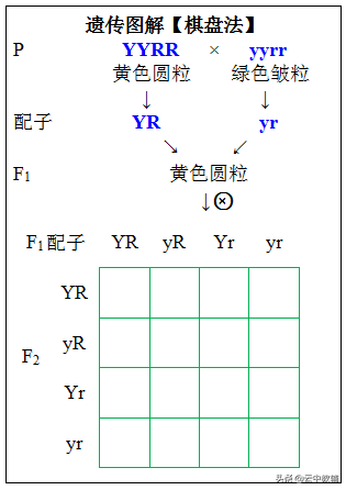 稳定遗传是什么意思(遗传定律知识点最全总结)