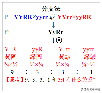 稳定遗传是什么意思(遗传定律知识点最全总结)