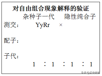 稳定遗传是什么意思(遗传定律知识点最全总结)