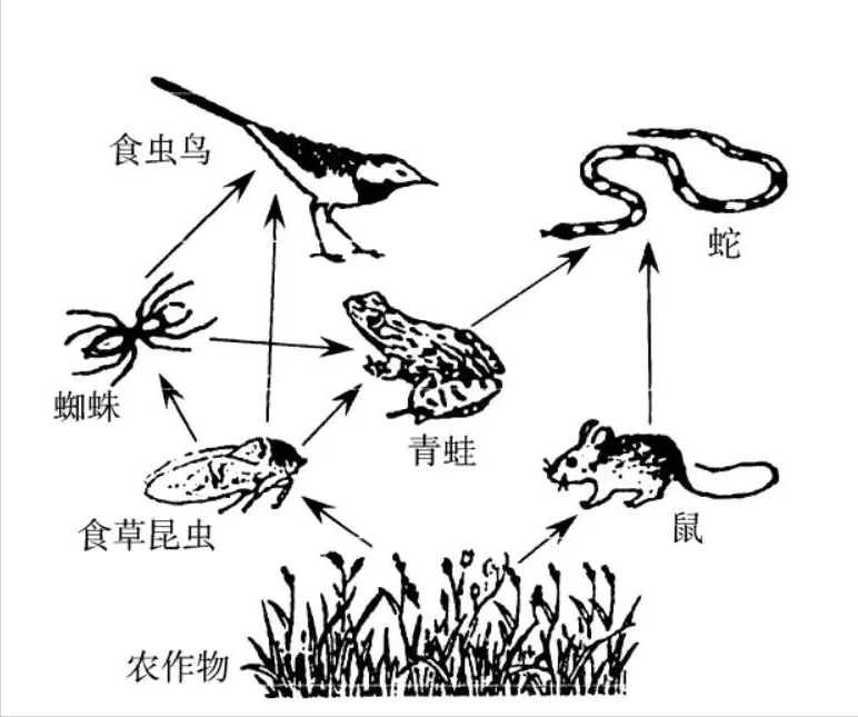 四脚蛇进家是什么原因(为什么说蛇进家不能打)