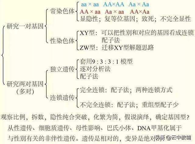 稳定遗传什么意思(遗传定律知识点最全总结)