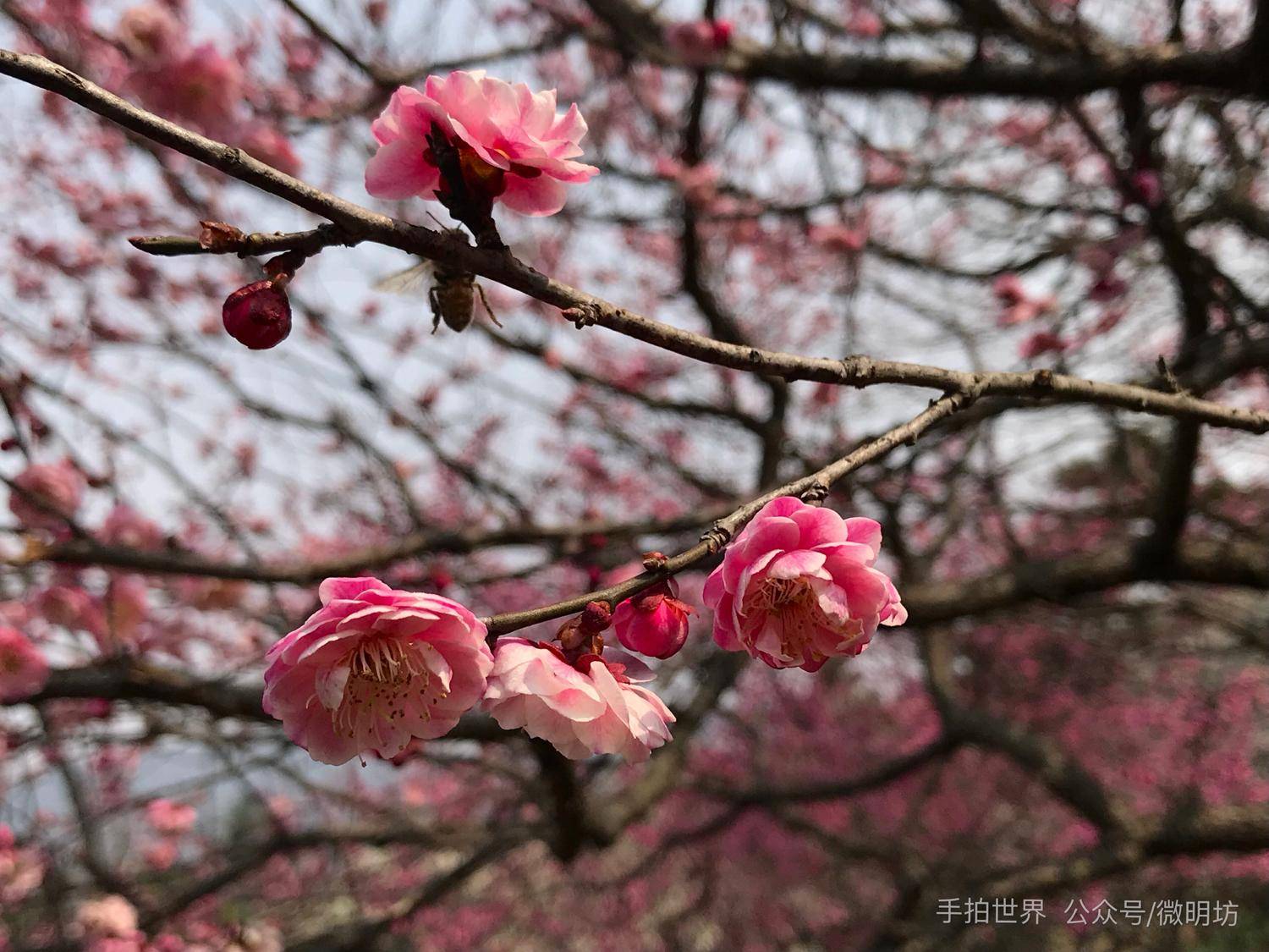 ico是什么格式的文件(图片格式英文缩写的含义介绍)