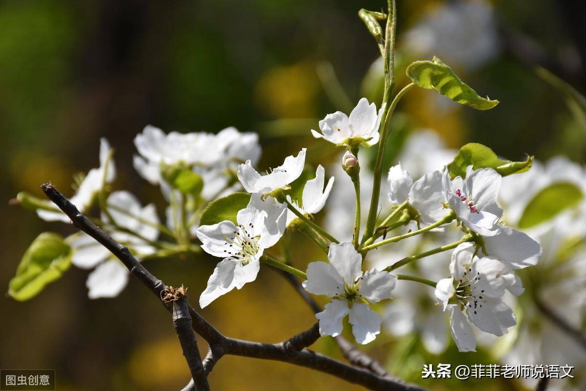 驿路梨花标题的含义和作用(驿路梨花课内练习题答案解析)