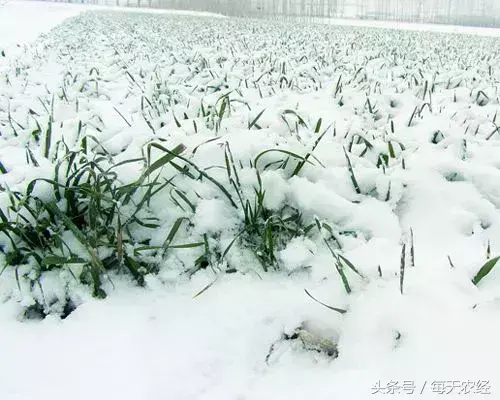 雪的利与弊是什么(降雪对小麦生长的利弊)