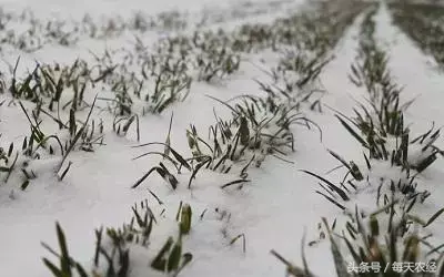 雪的利与弊是什么(降雪对小麦生长的利弊)