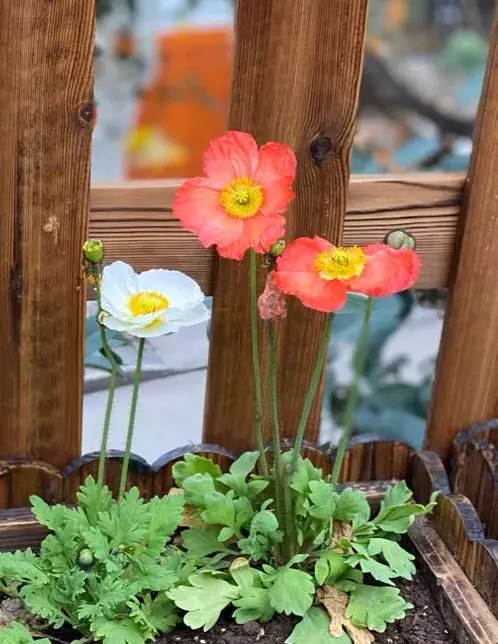 荷花代表什么生肖(十二生肖对应的守护花)