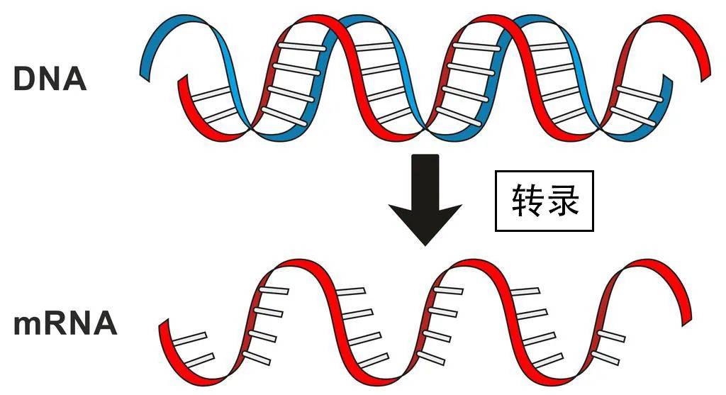 稳定遗传什么意思(怎样保证遗传稳定性)