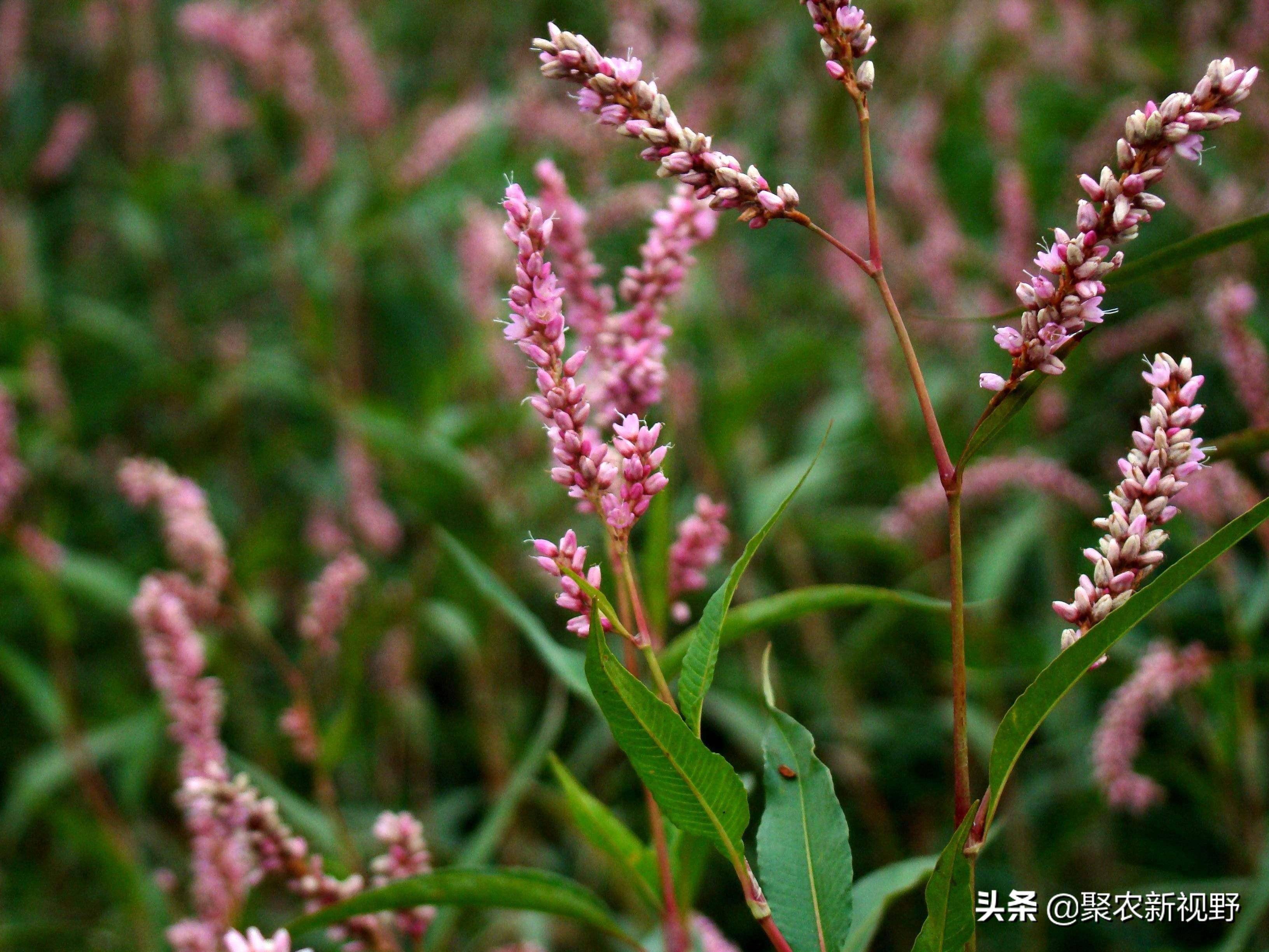 蓼草的功效与主治(辣蓼草与水蓼怎么区别)