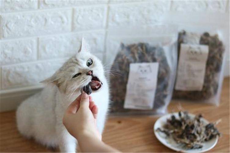 猫咪不能吃的食物表格(这7种食物不要给猫吃)