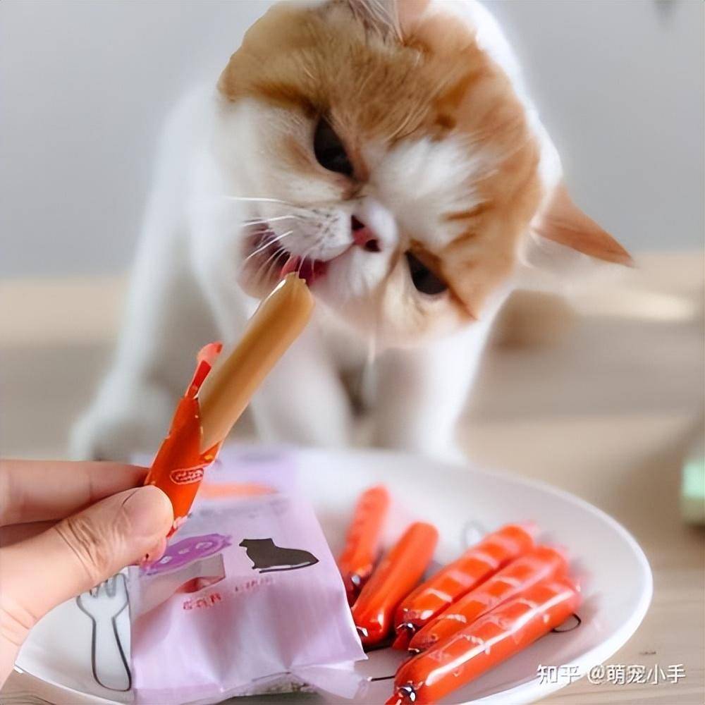 猫咪不能吃的食物表格(这7种食物不要给猫吃)