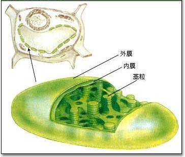 细胞结构图高清大图(细胞的基本结构图手绘)