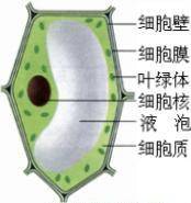 细胞结构图高清大图(细胞的基本结构图手绘)