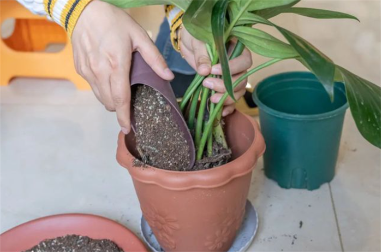 椰砖土适合养什么植物(哪些植物不能用椰砖)