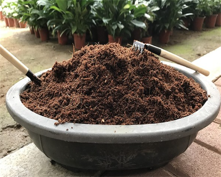 椰砖土适合养什么植物(哪些植物不能用椰砖)