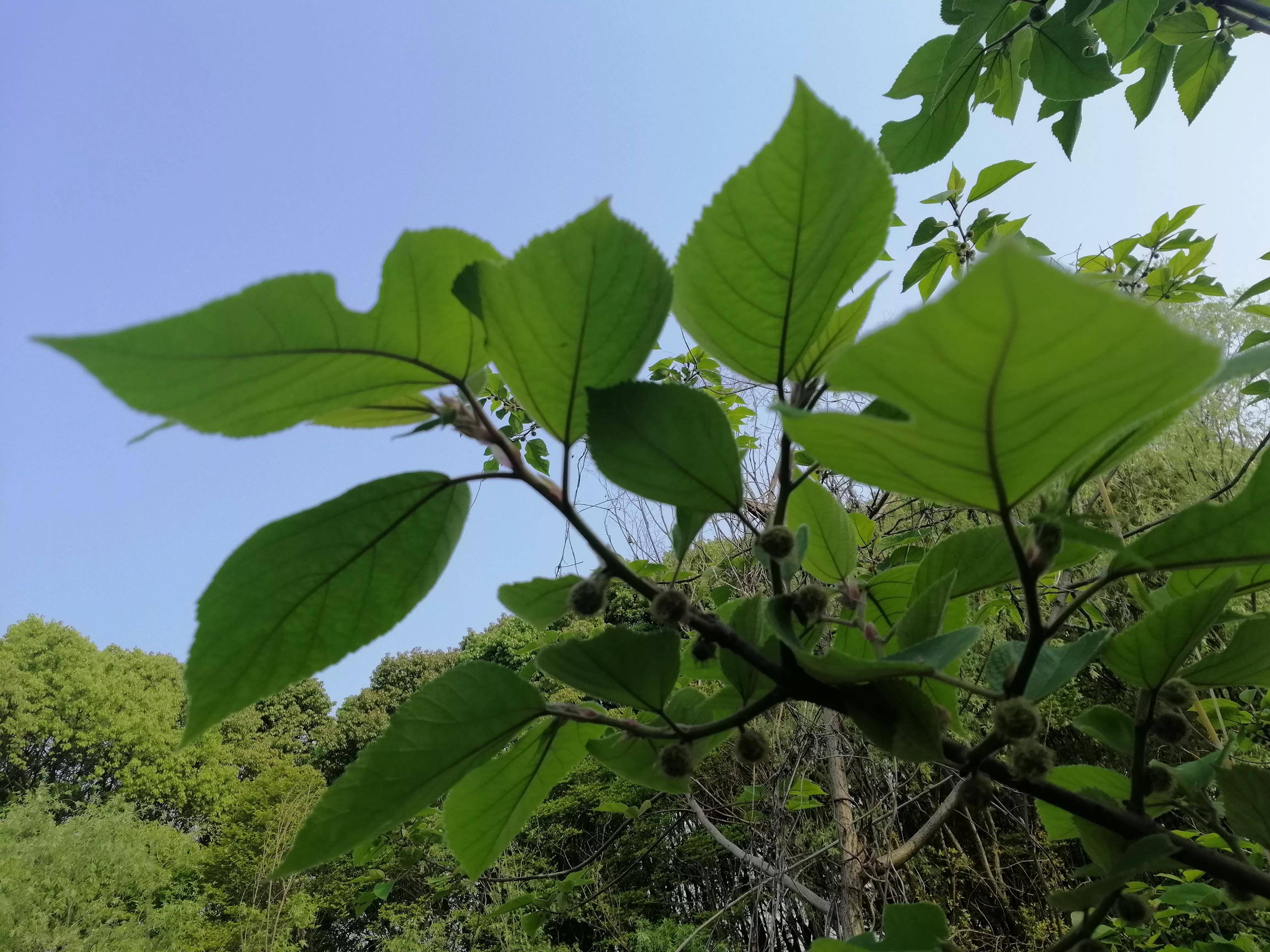 构树穗的药用价值与功效(构树穗的功效与作用)