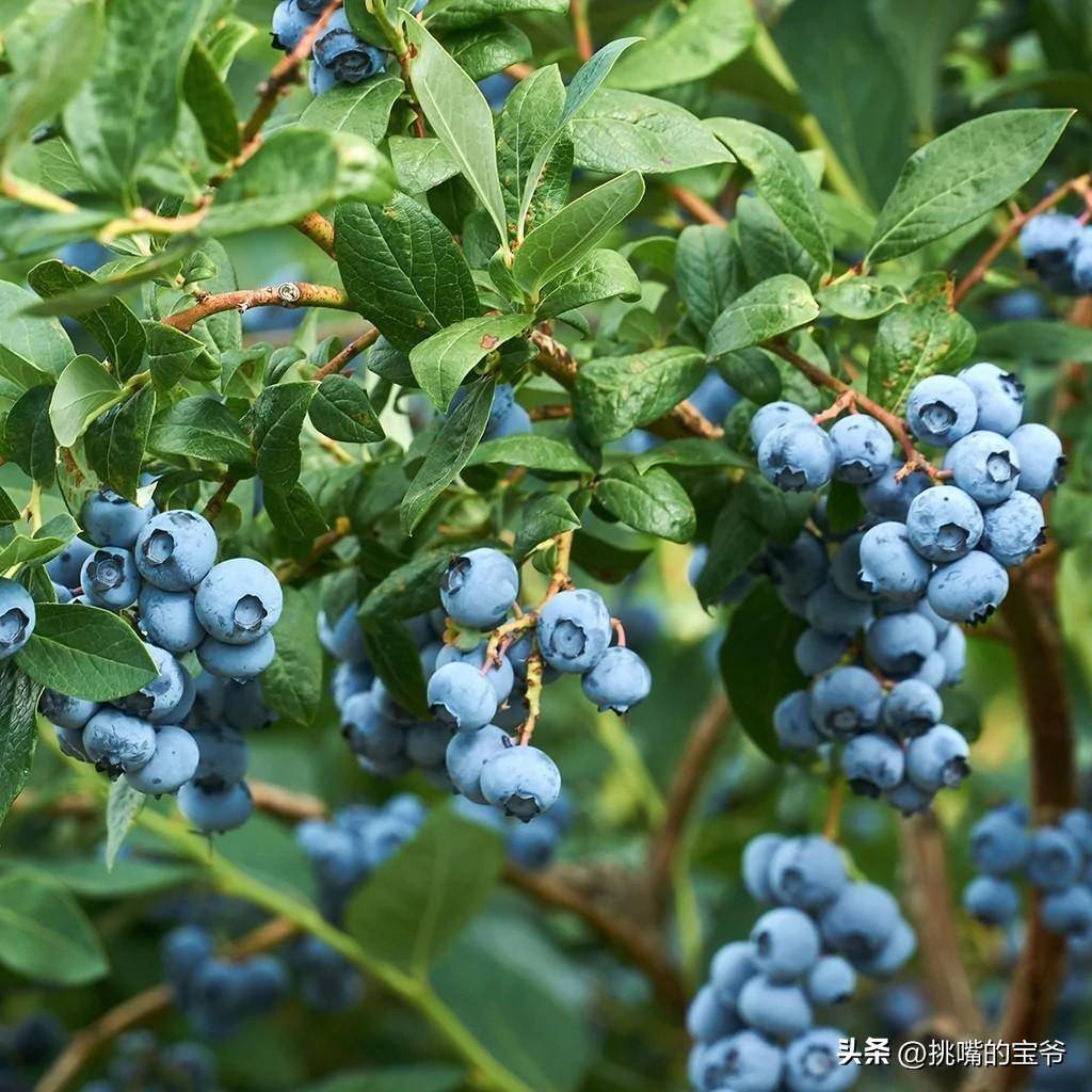 苹果果蜡与打蜡的区别(苹果皮打蜡怎么去除)