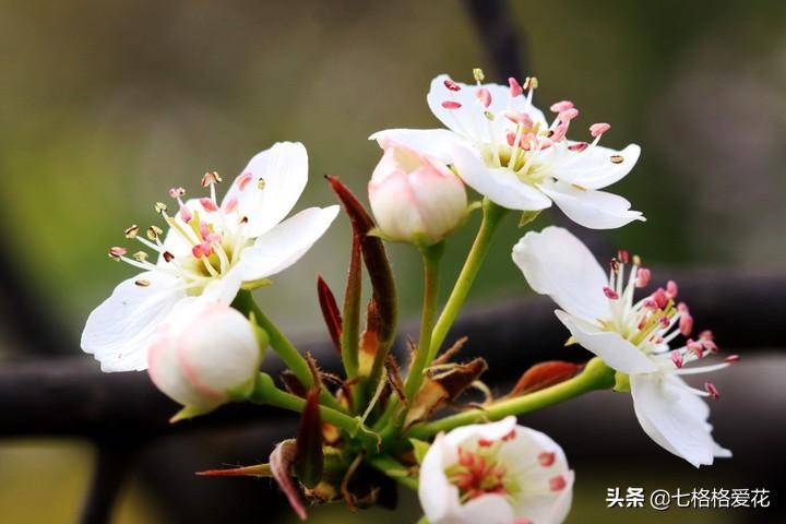 赞美荷花的四字成语有哪些(形容荷花四字词语大全)