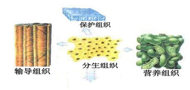 植物分类有哪几大类(植物四大组织分类及特点介绍)