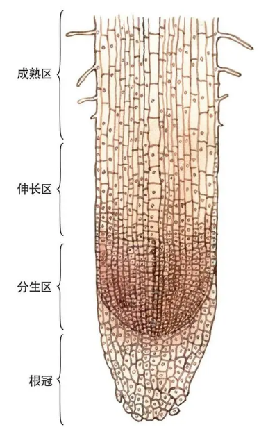 植物分类有哪几大类(植物四大组织分类及特点介绍)