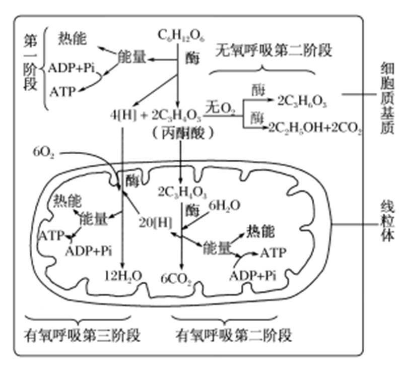 呼吸作用方程式的能量用什么表示(呼吸作用的产物包括能量吗)