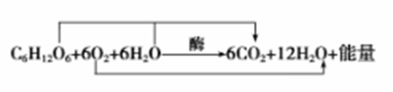 呼吸作用方程式的能量用什么表示(呼吸作用的产物包括能量吗)