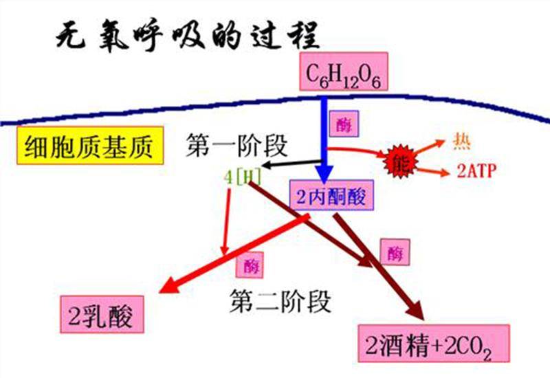 呼吸作用方程式的能量用什么表示(呼吸作用的产物包括能量吗)